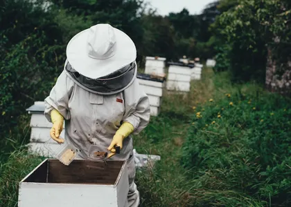 Stadtimkerei: Bienen halten in der Stadt