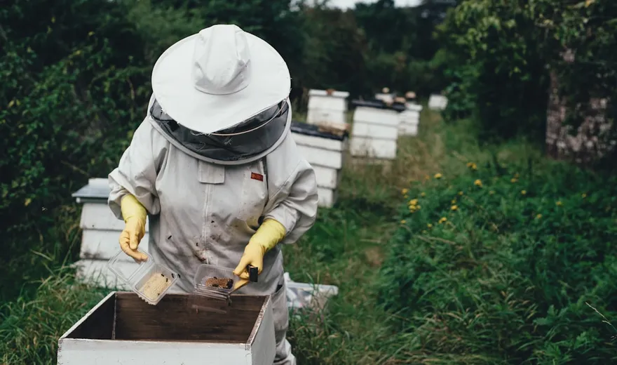Stadtimkerei: Bienen halten in der Stadt