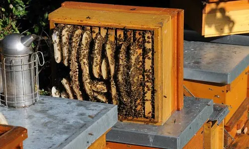 Imkerblog von iBeekeeper