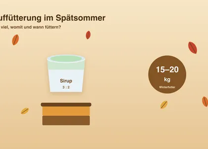 Auffütterung im Spätsommer: Wie viel Winterfutter Bienen brauchen