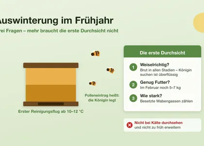 Auswinterung: die erste Durchsicht im Frühjahr richtig machen
