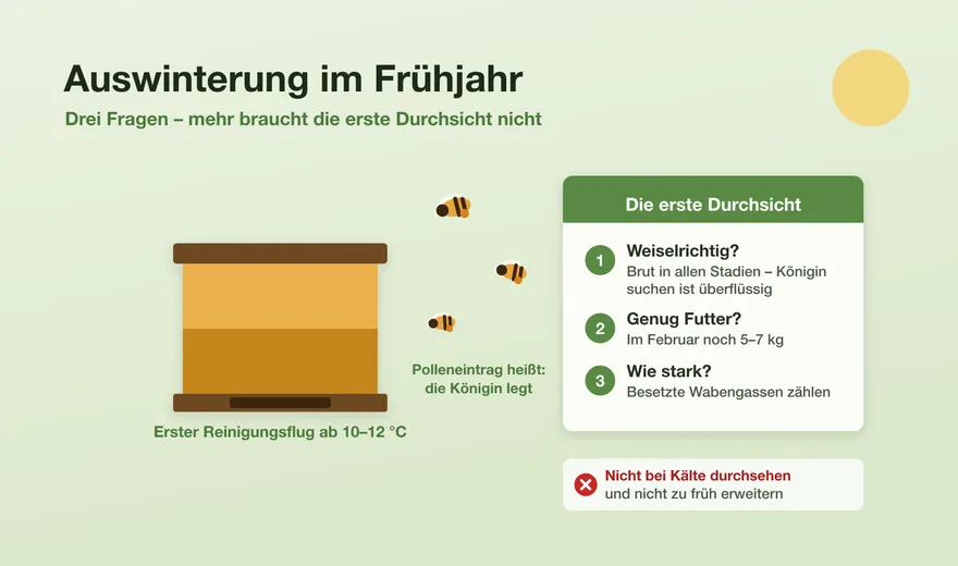 Auswinterung: die erste Durchsicht im Frühjahr richtig machen