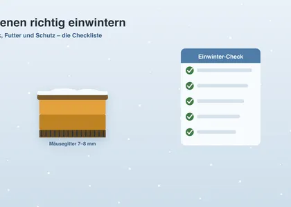Bienen richtig einwintern: die Checkliste für gesunde Völker
