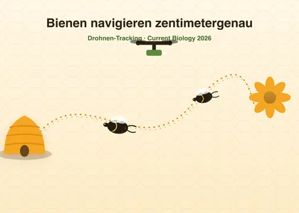 Nouvelle étude : les abeilles naviguent au centimètre près – plus précises que la danse frétillante