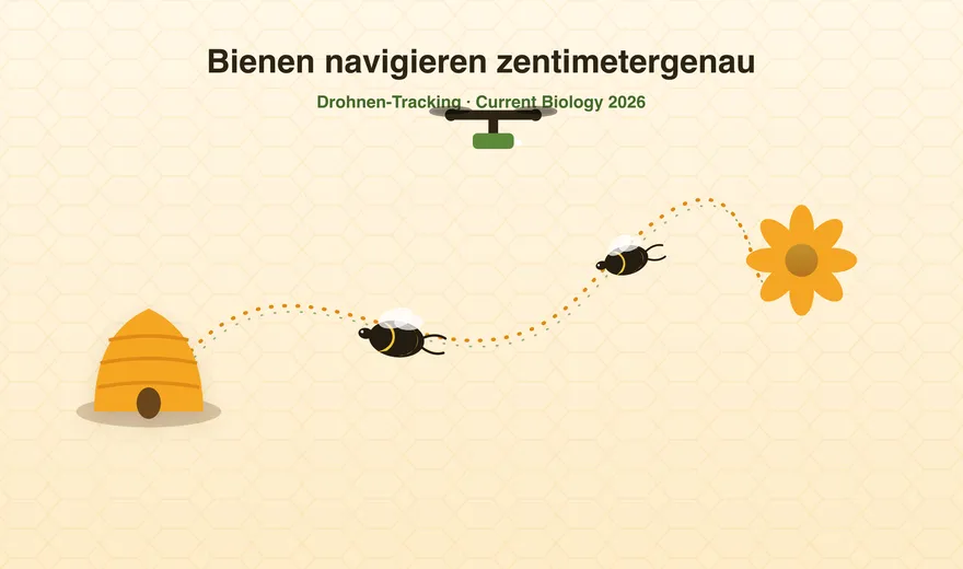 Nouvelle étude : les abeilles naviguent au centimètre près – plus précises que la danse frétillante