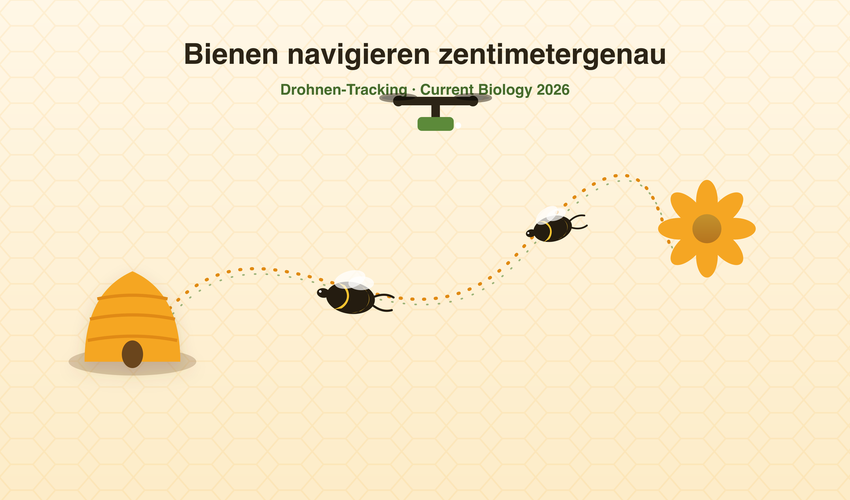 Bienen navigieren zentimetergenau – Drohnen-Tracking-Studie