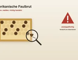 Amerikanische Faulbrut erkennen – Infografik