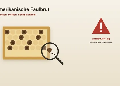 Amerikanische Faulbrut erkennen und richtig handeln