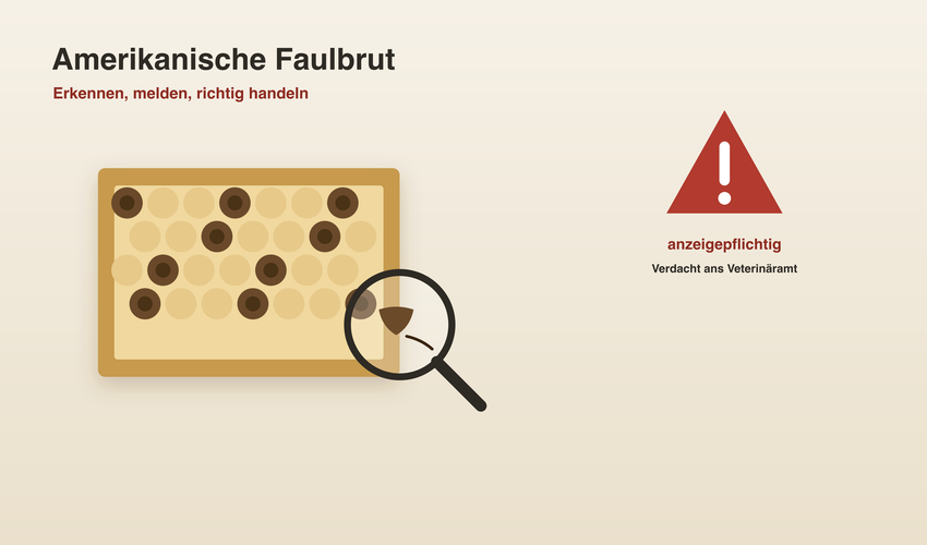 Amerikanische Faulbrut erkennen – Infografik