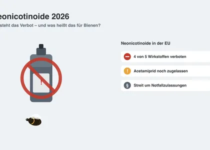 Neonicotinoids 2026: where does the ban stand — and what does it mean for bees?