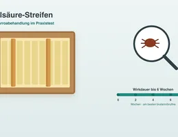 Oxalsäure-Streifen gegen Varroa – Anwendung Infografik