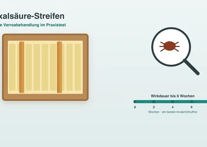 Lanières d'acide oxalique contre le varroa : comment fonctionne ce nouveau traitement