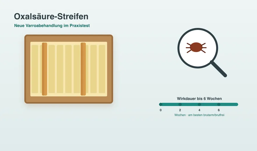 Oxalsäure-Streifen gegen Varroa: Wie die neue Behandlung funktioniert
