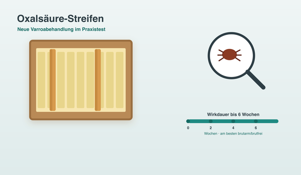 Oxalsäure-Streifen gegen Varroa – Anwendung Infografik