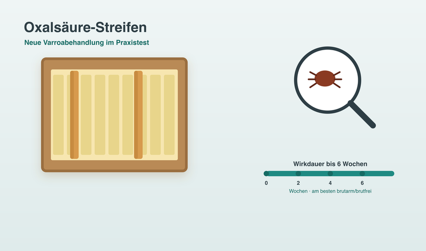 Oxalsäure-Streifen gegen Varroa – Anwendung Infografik