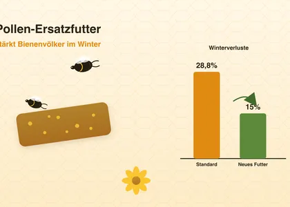 Un aliment de remplacement du pollen réduit de moitié les pertes hivernales – ce que montre la nouvelle étude à long terme