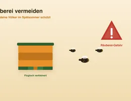Räuberei bei Bienen vermeiden – Infografik