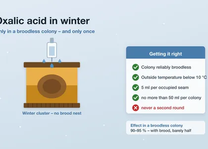 Oxalic acid in winter: timing, dosage, methods