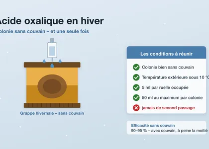 Acide oxalique en hiver : moment, dosage, méthodes