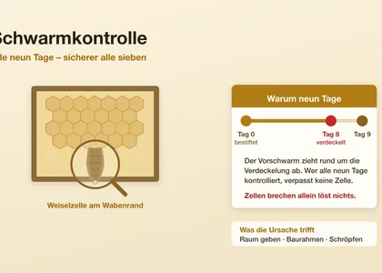 Schwarmkontrolle: der Neun-Tage-Rhythmus und was wirklich hilft