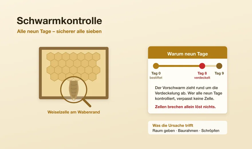 Schwarmkontrolle: der Neun-Tage-Rhythmus und was wirklich hilft