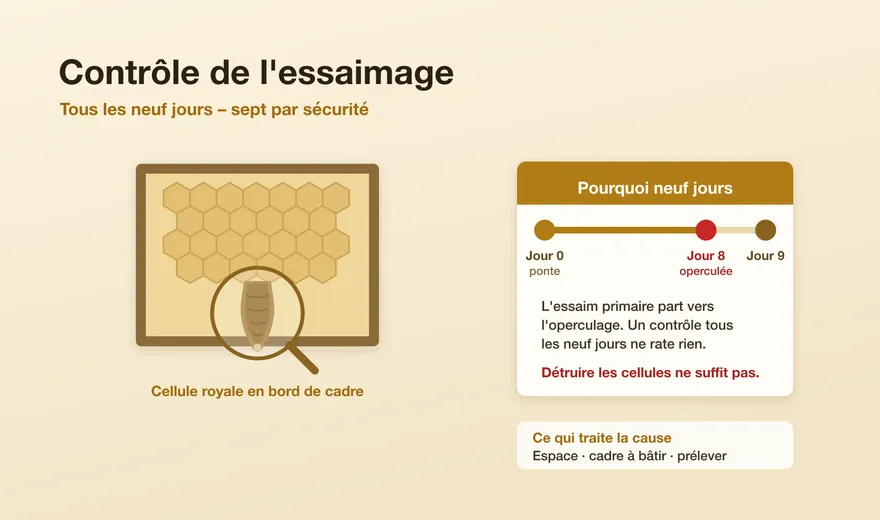 Contrôle de l'essaimage : le cycle de neuf jours