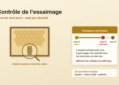 Contrôle de l'essaimage : le cycle de neuf jours
