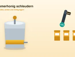 Sommerhonig schleudern und lagern – Infografik