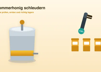 Sommerhonig schleudern: Reife prüfen, ernten und richtig lagern
