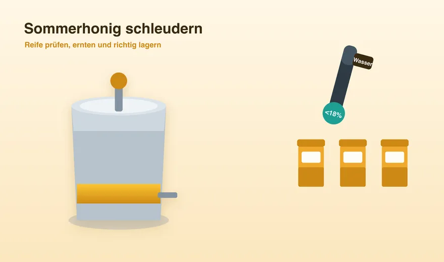 Sommerhonig schleudern: Reife prüfen, ernten und richtig lagern