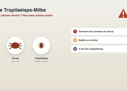 L'acarien Tropilaelaps : le prochain varroa ?