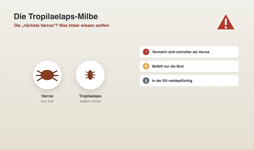 L'acarien Tropilaelaps : le prochain varroa ?