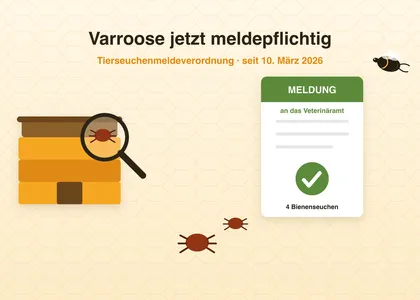 Varroosis is now a notifiable disease – what applies to beekeepers since March 2026