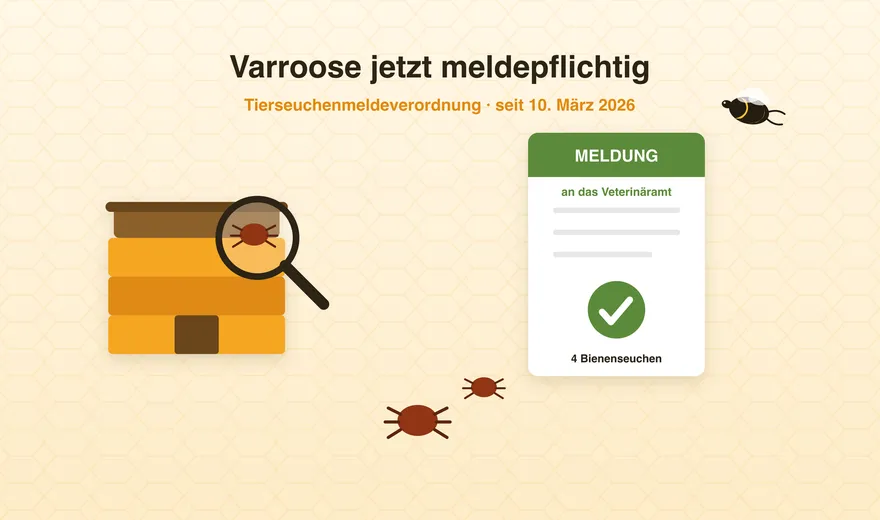 Varroosis is now a notifiable disease – what applies to beekeepers since March 2026