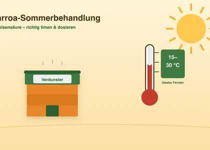 Varroa-Sommerbehandlung 2026: Ameisensäure richtig anwenden