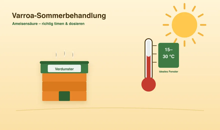 Varroa summer treatment 2026: using formic acid correctly
