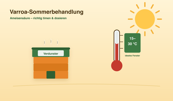 Varroa-Sommerbehandlung mit Ameisensäure – Infografik