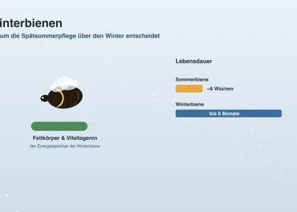 Winterbienen: warum die Spätsommerpflege über den Winter entscheidet