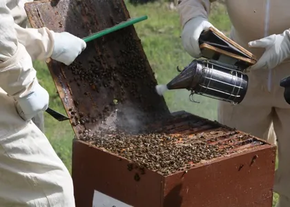 Bienenhaltung und was ich als Imker wissen sollte