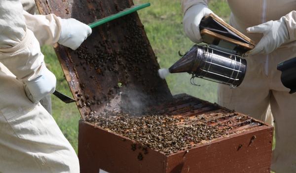 Bienenhaltung und was ich als Imker wissen sollte