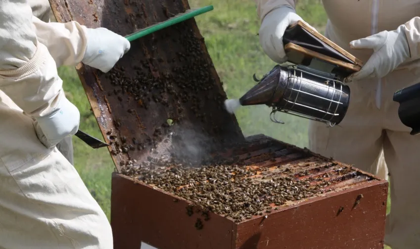 Bienenhaltung und was ich als Imker wissen sollte