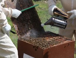 Bienenhaltung und was ich als Imker wissen sollte