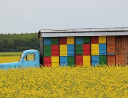 Carnica, Buckfast oder die dunkle Biene? Zander oder DNM?