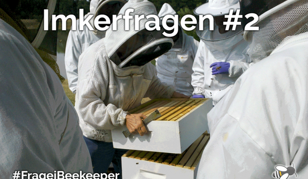 Alles neu - Bienenwohnung, Stockmeißel und Co.